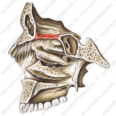 Продырявленная пластинка решетчатой кости (lamina cribrosa ossis ethmoidalis)
