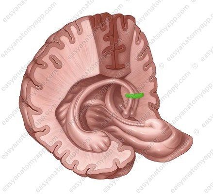 Передняя спайка (commissura anterior)