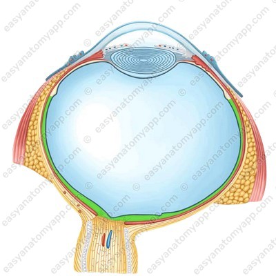 Сетчатка (retina)