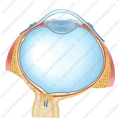 Диск зрительного нерва (discus n. optici)