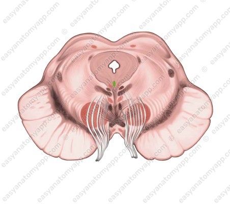 Добавочное ядро глазодвигательного нерва (nucleus accessorius nervi oculomotorii)