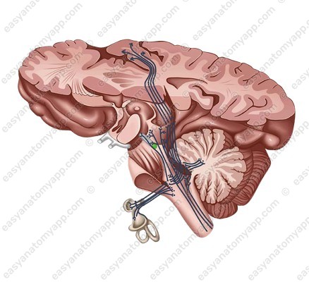 Ядро блокового нерва (nucleus nervi trochlearis)