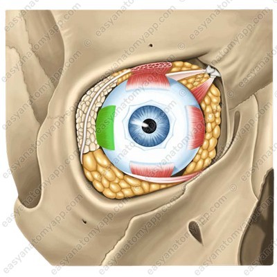 Наружная (латеральная) прямая мышца глазного яблока (m. rectus lateralis)