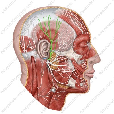 Ушно-височный нерв (n. auriculotemporalis)
