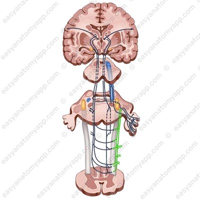 Спинномозговой путь тройничного нерва (tractus spinalis nervi trigemini)