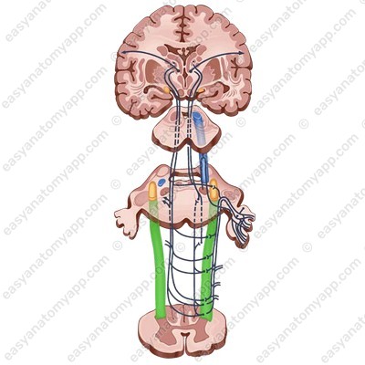 Спинномозговое ядро тройничного нерва (nucleus spinalis nervi trigemini)
