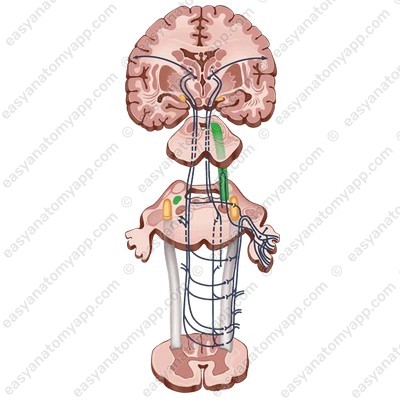 Среднемозговое ядро тройничного нерва (nucleus mesencephalicus nervi trigemini)