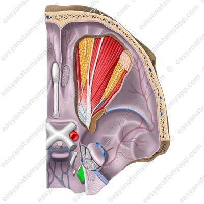 Тройничный нерв в области пещеристого синуса