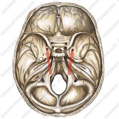 Круглое отверстие (foramen rotundum)