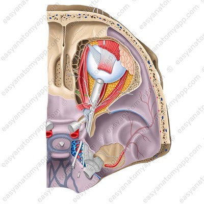 Задний решетчатый нерв (n. ethmoidalis posterior)