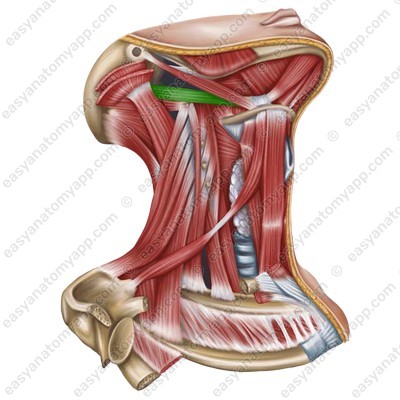 Заднее брюшко двубрюшной мышцы (venter posterior m. digastrici)