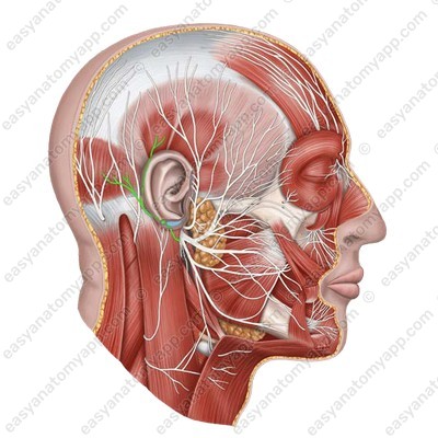 Задний ушной нерв (n. auricularis posterior)