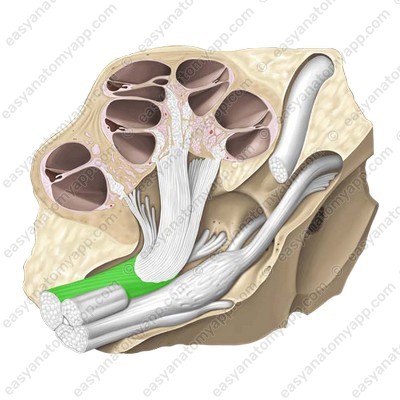 Улитковая часть (pars cochlearis) / Улитковый нерв (nervus cochlearis)