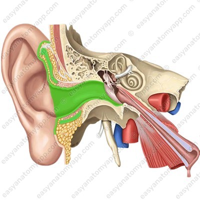 Наружный слуховой проход (meatus acusticus externus)