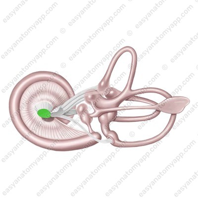 Улитковый нерв (nervus cochlearis)