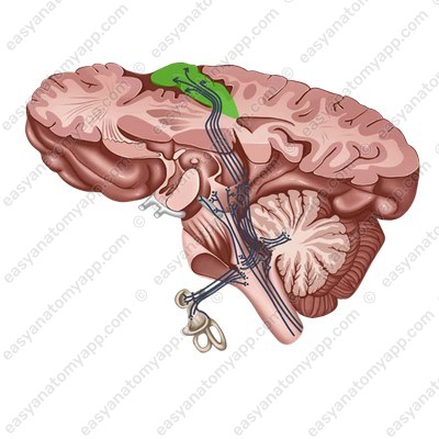 Верхняя височная извилина (gyrus temporalis superior)