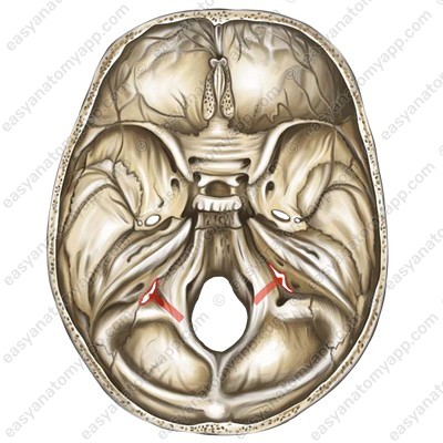 Ярёмное отверстие (foramen jugulare)