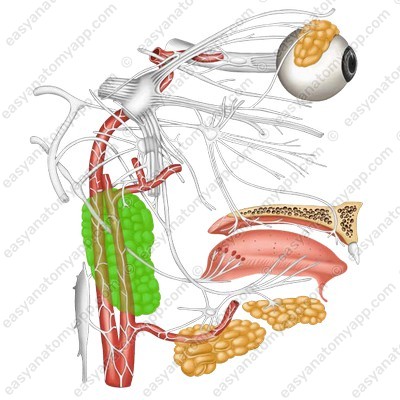Ушно-височный нерв (n. auriculotemporalis)