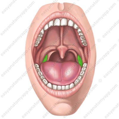 Нёбная миндалина (tonsilla palatina)