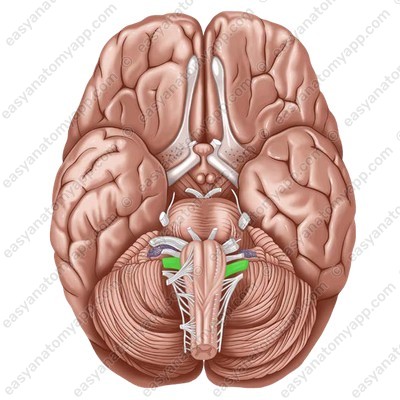 Блуждающий нерв в месте выхода из мозга