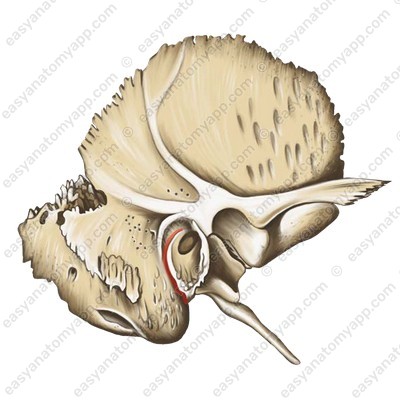 Барабанно-сосцевидная щель (fissura tympanomastoidea)