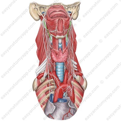 Верхний гортанный нерв (n. laryngeus superior)