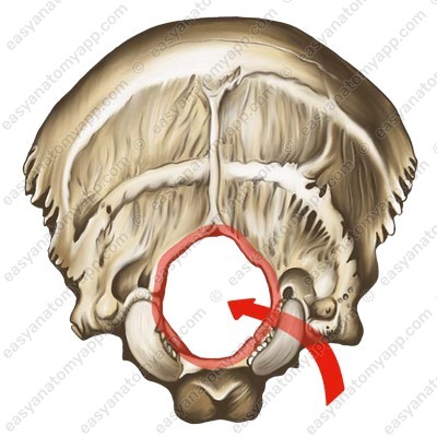 Большое затылочное отверстие (foramen magnum)