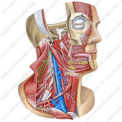Добавочный нерв на внутренней поверхности грудино-ключично-сосцевидной мышцы
