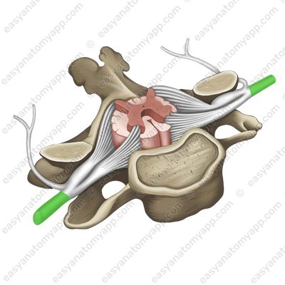 Передняя ветвь спинномозгового нерва (ramus anterior)