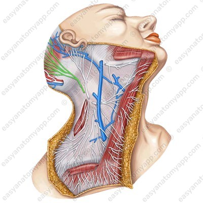 Малый затылочный нерв (n. occipitalis minor)