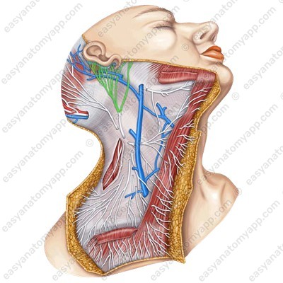 Передняя и задняя ветви большого ушного нерва
