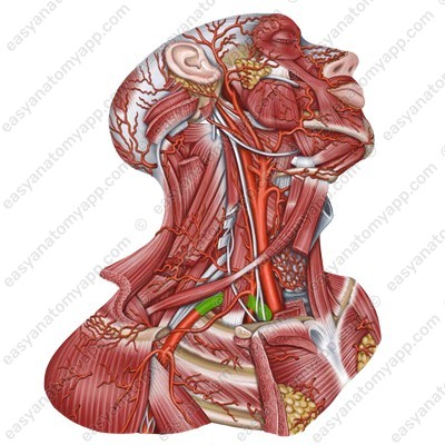 Подключичная артерия (a. subclavia)