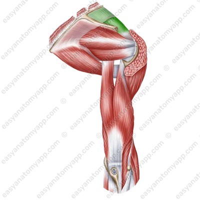 Надостная мышца (m. supraspinatis)