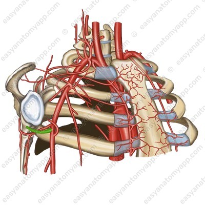 Задняя артерия, огибающая плечевую кость (a. circumflexa humeri posterior)