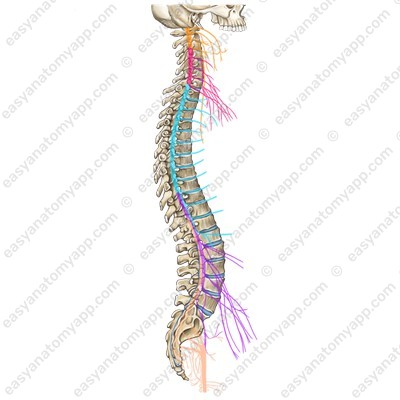 Грудные спинномозговые нервы (выделены голубым)