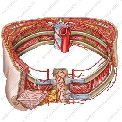 На изображении показана коллатеральная ветвь межрёберной артерии, однако одноименная ветвьмежрёберного нерва имеет примерно такой же ход 