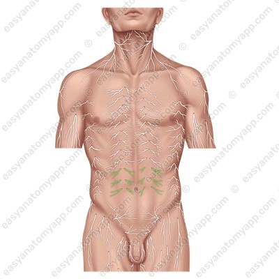 Торако-абдоминальные нервы / Передние кожные ветви межреберных нервов в области живота