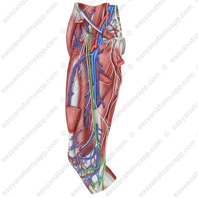Подкожный нерв нижней конечности (nervus saphenus)