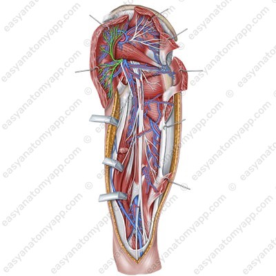 Нижний ягодичный нерв (nervus gluteus inferior)