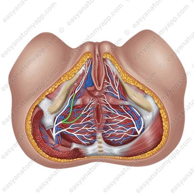 Промежностные нервы (nervi perineales)