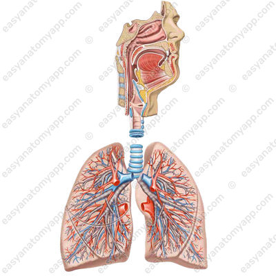 Respiratory system (systema respiratorium)