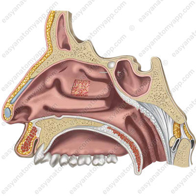 External nose (nasus externus)