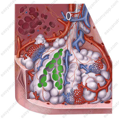 Alveolar sacs (sacculi alveolares) 