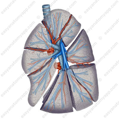 Segments of the left lung