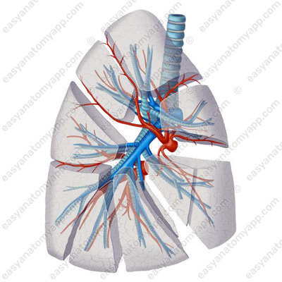 Segments of the right lung