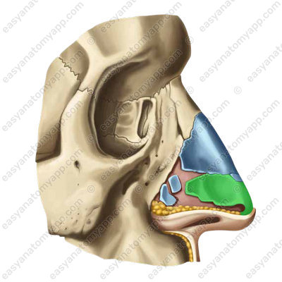 Major alar cartilage (cartilago alaris major)