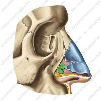 Minor alar cartilage (cartilago alaris minor)