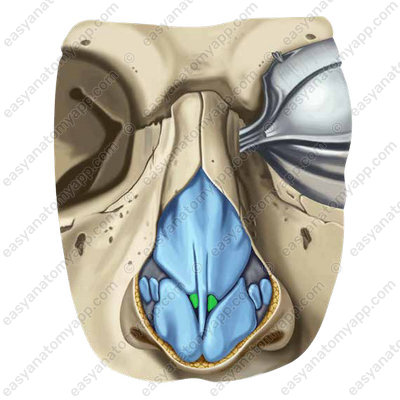 Accessory nasal cartilages (cartilagines accessoriae nasi)