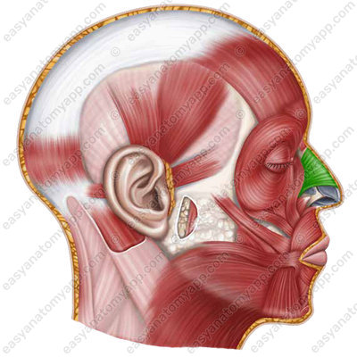 Nasalis muscle (m.nasalis) - transverse part