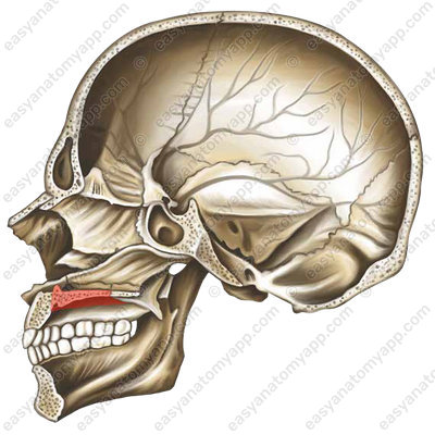 Palatine process of the maxilla (processus palatinus maxillae)